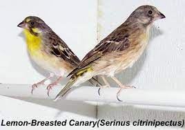 Cara membedakan paud blackthroat jantan dan betina memang terbilang cukup sulit, tetapi bila perbedaan blackthroat dan sanger paling akurat jumpa maning bro, salah satu tips untuk cara membedakan burung blackthroat boswana dan somerini. Kenari Dada Kuning Perpaduan Suara Blackthroat Dan Mozambik Om Kicau
