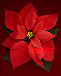 Beautiful Images Of Christmas Flowers Free Download Christmas Flowers Christmas Images Flowers Free Download