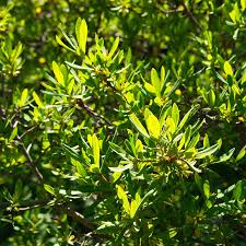Image result for Myrica salicifolia
