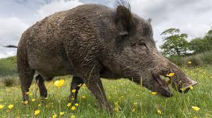 Wild boar are also known by various names, including wild hogs or simply boars. The Taming Of The Pig Took Some Wild Turns Science Aaas
