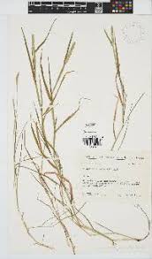Image result for Andropogon amethystinus