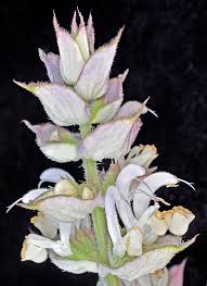 Image result for Salvia sclarea