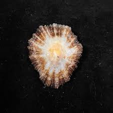 Image result for Patella aspera