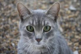 Tekir Kedi Sahiplenmek Icin 11 Patiliyo Com