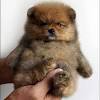 Have created the precious teddy bear puppy. Https Encrypted Tbn0 Gstatic Com Images Q Tbn And9gctshhgqdnhp9phlapq8g1bqf96bcob9c3egrti5rry Usqp Cau