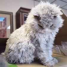 The cornish rex is one of the oldest breeds of this group. A Beautiful Scowling Curly Haired Cat