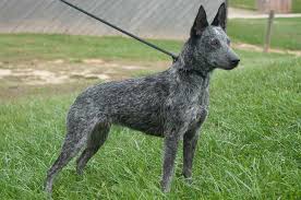 Australian stumpy tail cattle dog. Australian Cattle Dog Catahoula Mix Petswithlove Us