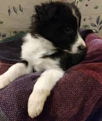 Satilik Border Collie Yavrulari Ucretli Sahiplendirme Satilik Border Collie Yavrulari Ucretli Sahiplendirme Kopek Kopek Border Collie Collie Kopek