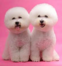 Bichon Frise Bichon Frise Bichon Kopek Turleri