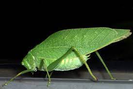 Check spelling or type a new query. Esperanza De Alas Angulares Mayor Microcentrum Rhombifolium Naturalista