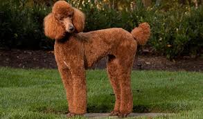 Now you can shop for it and enjoy a good deal on aliexpress! Poodle Breed Information
