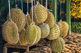 Website resmi dewan perwakilan rakyat republik indonesia. 4 Manfaat Kesehatan Durian Salah Satunya Bisa Cegah Potensi Penyakit Jantung Pikiran Rakyat Com