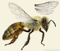 Bee Mimics Beespotter University Of Illinois