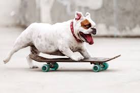 Image result for Recreation Pets Dogs Names