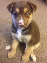 Medium in size, energetic, and loyal, these pups inherited some of the best qualities from. This Is My New Puppy Nala She S A German Shepard Husky Mix Cute Animals Puppies Animals Beautiful
