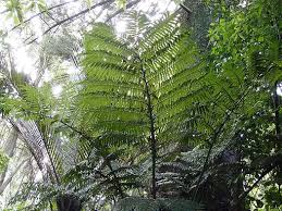 Image result for Ptisana