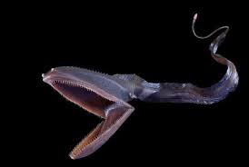 Pin On Deep Sea Life Odd Strange Beautiful Nightmarish As for the fin on the back, i thought about it but was going off a reference eel that didn't have a dorsal fin, and i thought the smooth back would be creepier anyway so i left it off. pin on deep sea life odd strange