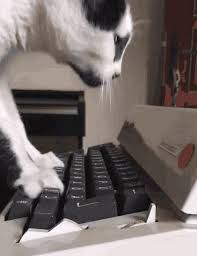 Typing cat funny cat video подробнее. Cat Typing Gif Cat Typing Funny Discover Share Gifs