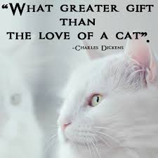 What Greater Gift Than The Love Of A Cat In 2020 Cat Love Quotes Cats Cat Love