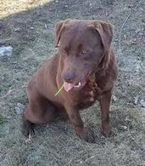 Losing a pet is heart breaking, and it can often be difficult for owners to cope with the empty spaced their my home felt cold and foreign when there was no dog greeting me at the door. 900 Photos From Lost Dogs Minnesota Ideas Losing A Dog Dogs Losing A Pet