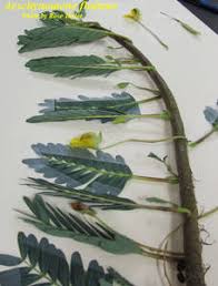 Image result for Aeschynomene pfundii