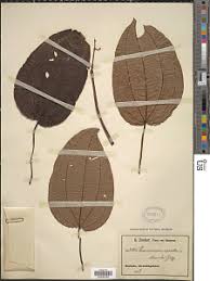 Image result for Ochthocharis