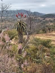 Image result for Aloe excelsa