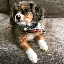 The Australian Shepherd And Cavalier King Charles Mix A Complete Guide King Charles Cavalier Spaniel Puppy Spaniel Puppies Dog Breeds