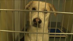 Is the largest specialty pet retailer of pet supplies, pet services and pet solutions for the lifetime. Why Richmond Animal Shelter Director Is Anxious About 2021