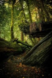 Rocky Floor Redwood Forest California Forest Photography Beautiful Landscapes