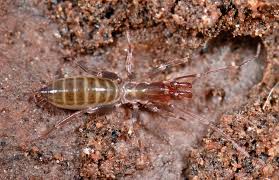 Image result for Pentarhopalopilia