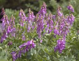 Image result for Hedysarum