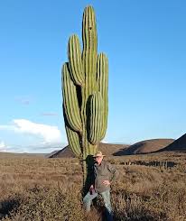 Image result for Cladostemon kirkii