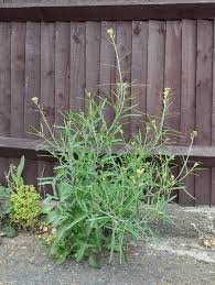 Image result for Sisymbrium orientale