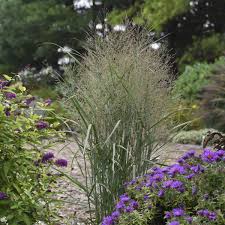 Image result for Panicum zambesiense