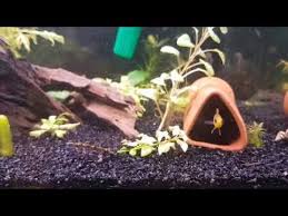 Bolge Koruma Apistogramma Cacatuoides Kakadu Akvaryum Check More At Https Akvaryumbilgi Net Bolge Koruma Apistogramma Cacatuoides Kakadu Akvaryu Akvaryum