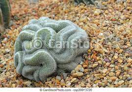 Some look almost the same to the casual observer. Green Cactus That Looks Like The Brain Green Cactus That Looks A Little Bit Like The Brain Canstock