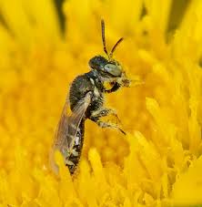 Image result for Isoglossa perdita