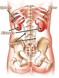 The liver is the largest internal organ of the body and is located in the right upper quadrant of the abdomen, beneath the diaphragm and is protected by the lower right ribs. What Can Cause Pain In Lower Back Right Side Under Ribs Quora