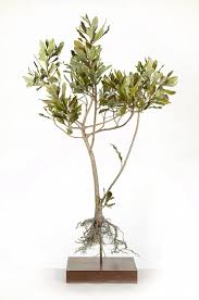 Image result for Rapanea melanophloeos