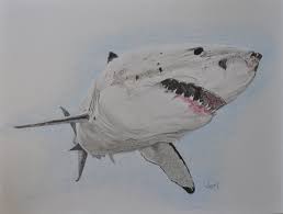 And hoping to give more information about how to draw sharks. A Commissioned Colored Pencil Drawing Of A Great White Shark Shark Drawing Animal Drawings Drawings