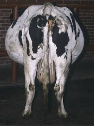 See full list on gestationperiods.com Reproductive Diseases Veterian Key