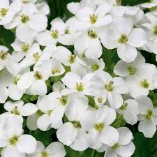 Image result for Arabis