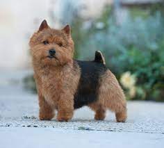 Learn more norwich terrier upper airway syndrome (ntuas) resources for norwich history upland spring dogs winning best brace, westminster 1957 learn more photo credit: Norwich Terrier Puppy Norwich Terrier Westie Dogs