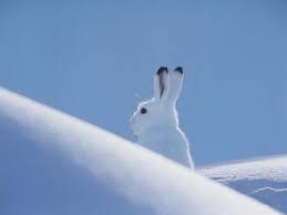 Arctic hare museum quality giclee print is a reproduction of an original gouache painting by jamie l. Arctic Hare Photographic Print Nosnibor137 Art Com In 2020 Arctic Hare Arctic Hare Illustration