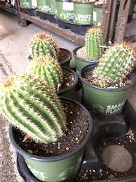 A san pedro cactus is one of the most sought after cacti. Hay Fam Found These Cacti At Home Depot Listed As 1 Torch Cactus Trichocereus Grandiflorous Hybrid Are These Active Bolivian Torches If Not Can Someone Please Identify Thanks In Advance Sanpedrocactus