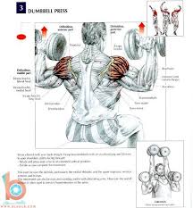 تمارين عضلات الظهر3 exercicios de musculacao treinos de musculacao fisiculturista