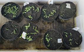 Image result for Emicocarpus