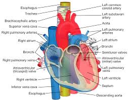 Labeled diagram of circulatory system. Great Vessels Wikipedia