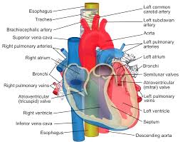 Tutorials and quizzes on the circulation of blood and the anatomy, structure, and physiology of blood vessels, using interactive animations and diagrams. Great Vessels Wikipedia